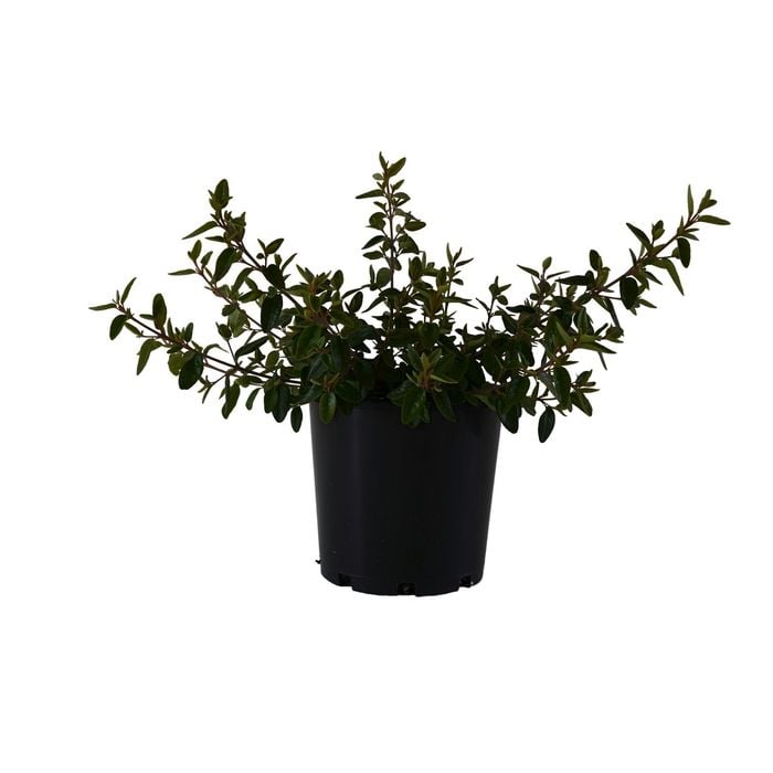 200mm Correa Dusky Bells