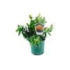 250mm Pincushion - Leucospermum 'Harry Chittick'