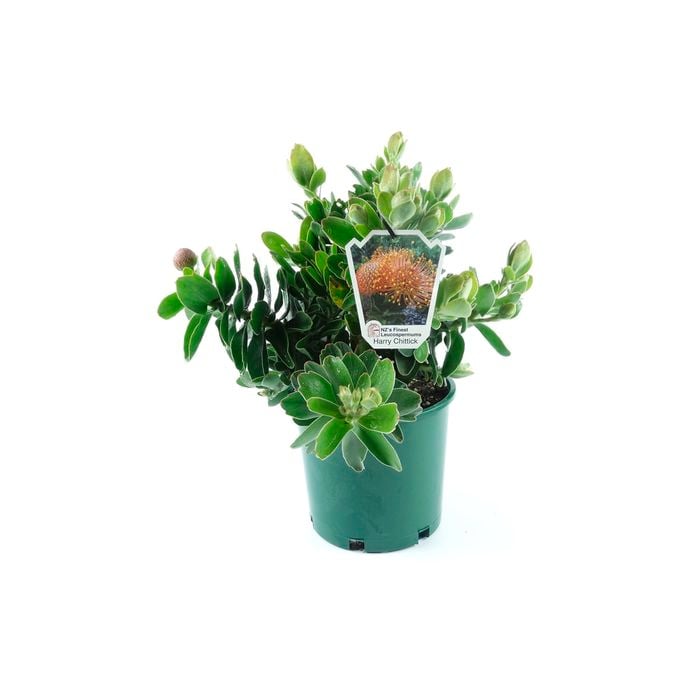 250mm Pincushion - Leucospermum 'Harry Chittick'
