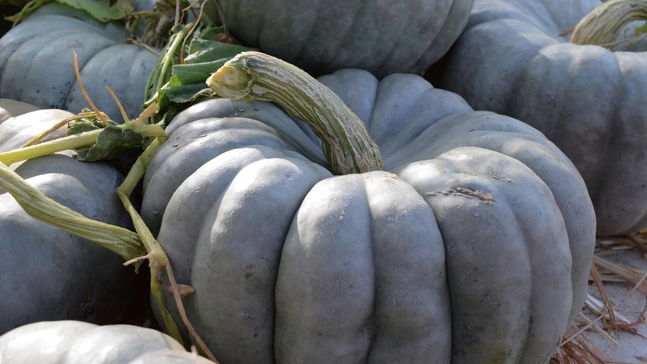 Green pumpkins on display