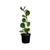 125mm Pauciflora Hanging Basket - Hoya