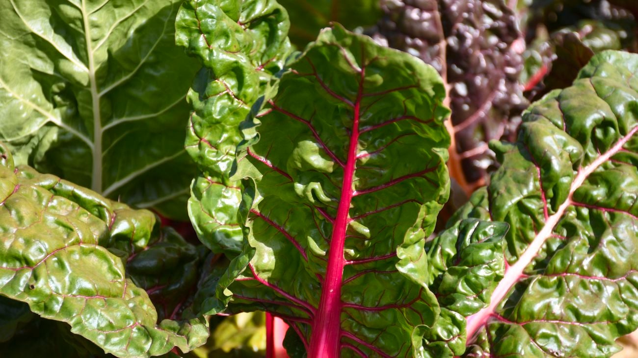 Close up shot of silverbeet plants growing in vegetable garden