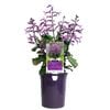 140mm MONA® Amethyst - Plectranthus