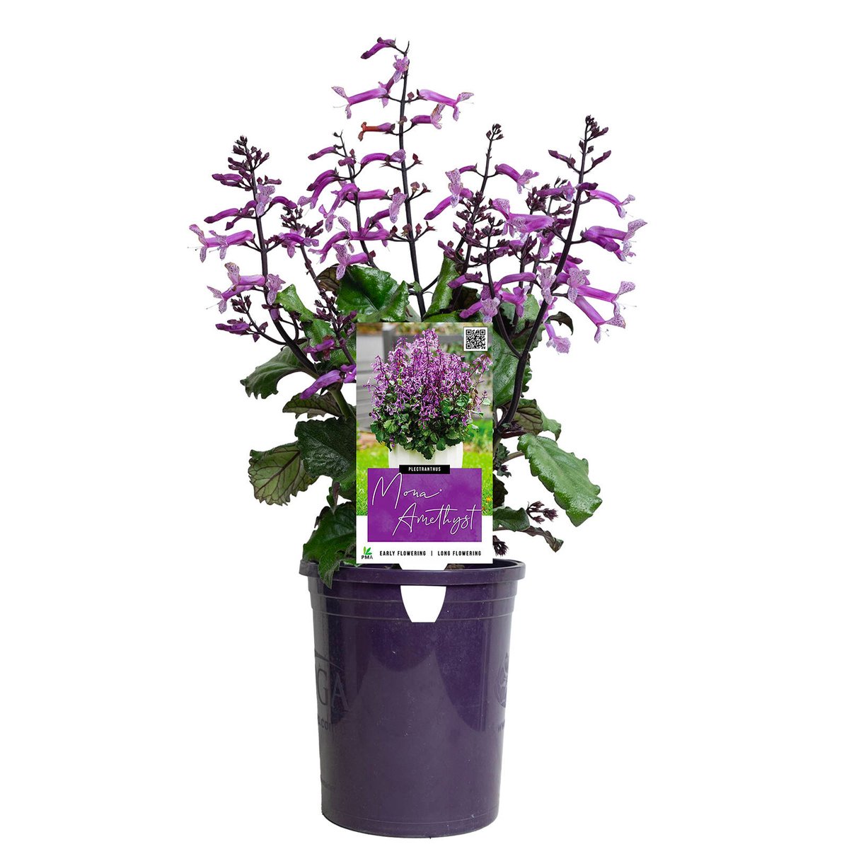 140mm MONA® Amethyst - Plectranthus - Bunnings Australia
