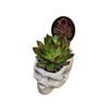 Large Skull Ceramic Cacti Planter