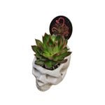 Large Skull Ceramic Cacti Planter