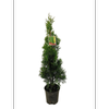 150mm Thuja Smaragd - Thuja occidentalis 'Smaragd'