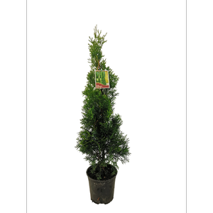 150mm Thuja Smaragd - Thuja occidentalis 'Smaragd'