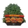 Pansy Apricot-Mega Punnet Flowering Range