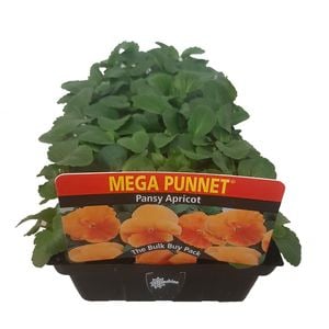Pansy Apricot-Mega Punnet Flowering Range