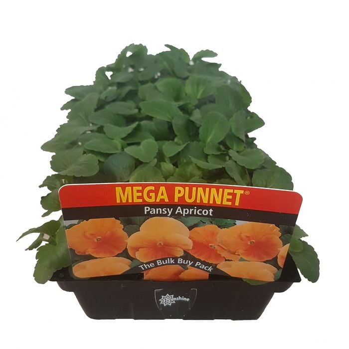 Pansy Apricot-Mega Punnet Flowering Range