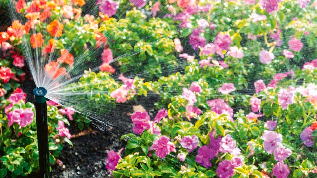Water spraying over a flowerbed from an automated spray.