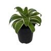 1.9L Agave Ray of Light - Agave attenuata