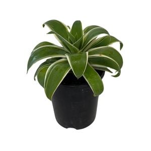 1.9L Agave Ray of Light - Agave attenuata