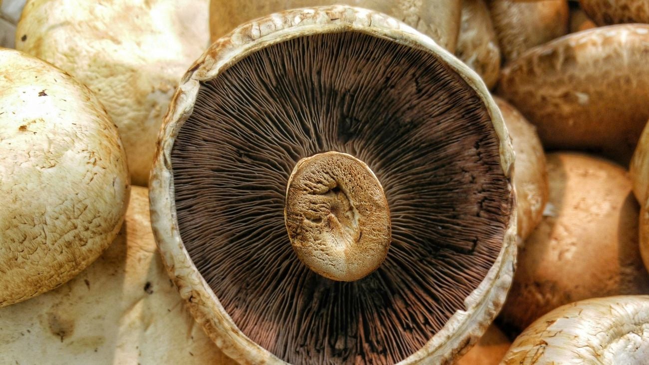 Close up of the grey underneath of the mushroom.