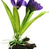 Aqua One Violet W/Log Base Plastic Plant - Small (28185)