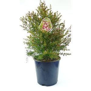 600mm Tea Tree - Leptospermum 'Tickled Pink'