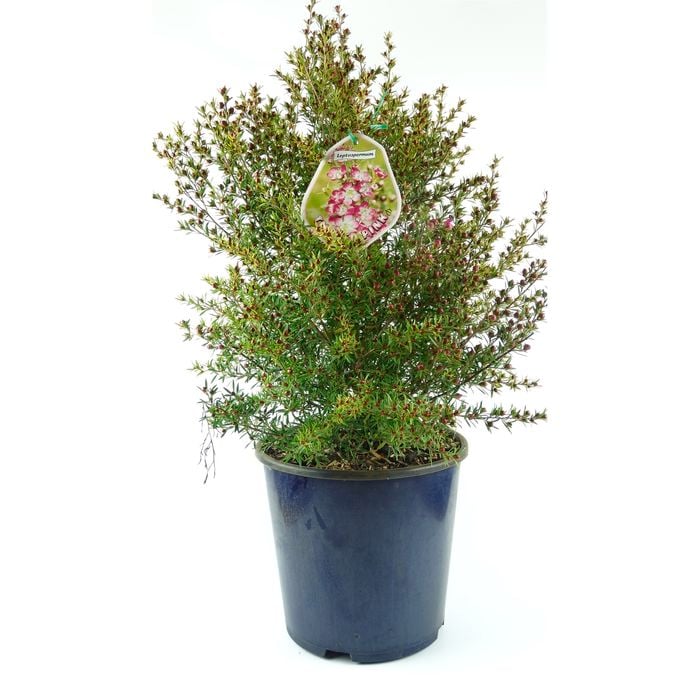 600mm Tea Tree - Leptospermum 'Tickled Pink'