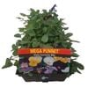 Viola Sorrento Mix - Viola cornuta - Mega Punnet Flowering Range