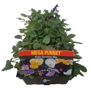 Viola Sorrento Mix - Viola cornuta - Mega Punnet Flowering Range