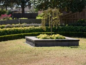 An image of a lawn with a plant in concrete.