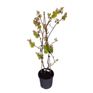 20L Grape Vine - Vitis vinira