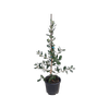 10L Feijoa Gemini