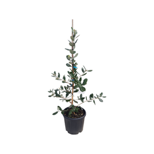 10L Feijoa Gemini