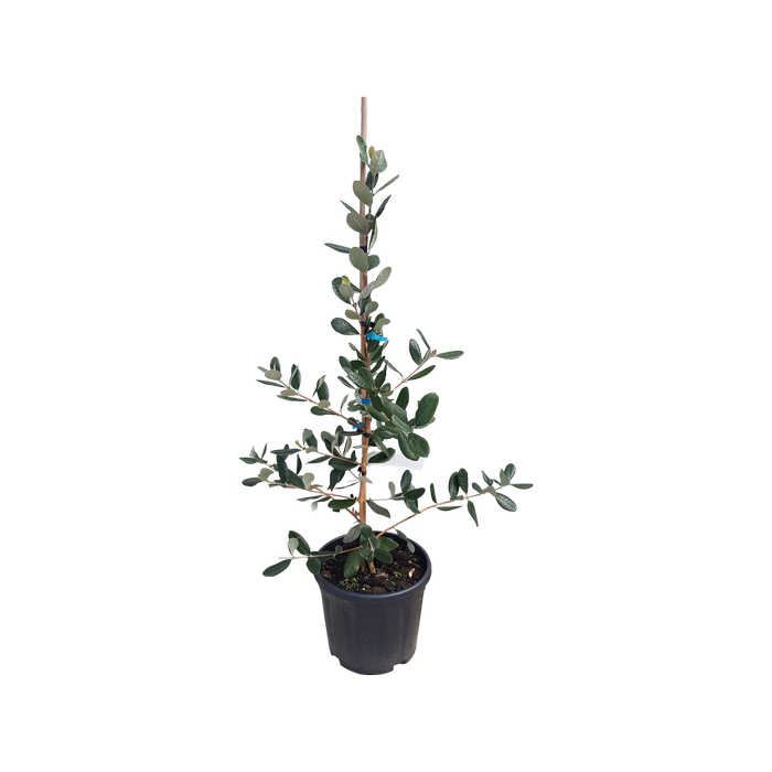 10L Feijoa Gemini