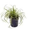 4.5L Carex Featherfalls - Carex oshimensis