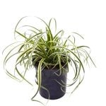 4.5L Carex Featherfalls - Carex oshimensis