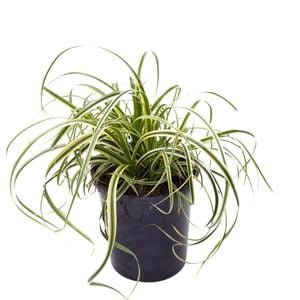 4.5L Carex Featherfalls - Carex oshimensis