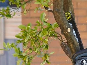 Saw slicing a tree.