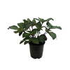 Helleborus 2.5l Hannahs Blush 