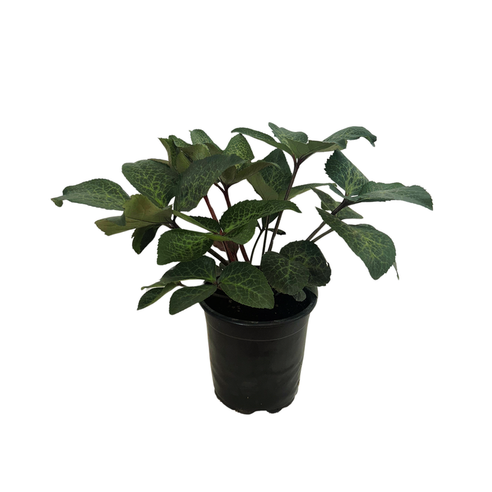 Helleborus 2.5l Hannahs Blush 