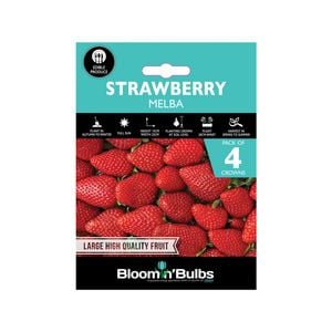 Bloomin' Bulbs Strawberry Melba - 4 Pack