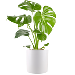 240mm Indoor Foliage In Ceramic Pot