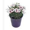 1.9L Dianthus Coconut Sundae White