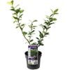 140mm Chinese Star Jasmine - Trachelospermum jasminoides