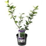 140mm Chinese Star Jasmine - Trachelospermum jasminoides