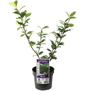 140mm Chinese Star Jasmine - Trachelospermum jasminoides