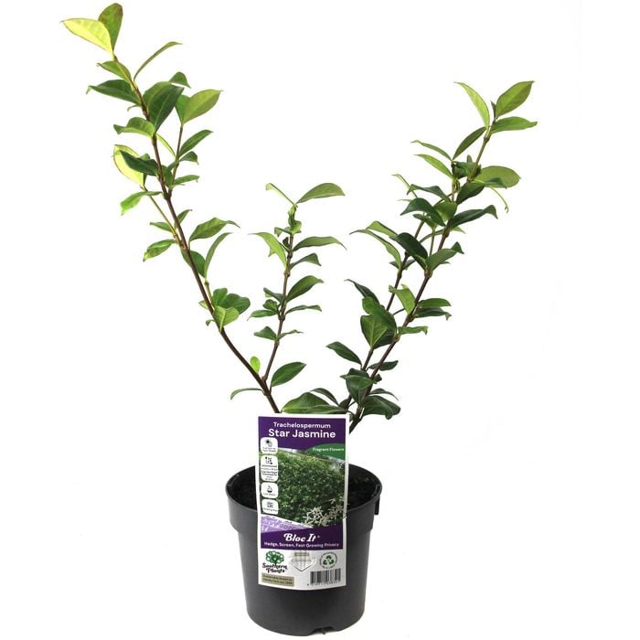 140mm Chinese Star Jasmine - Trachelospermum jasminoides