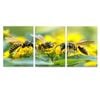 3pcs Insects Collecting Pollen Print 100% Australian Made 3 x 40x60cm  (Stretched)