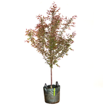 45L Crabapple Royal Raindrops - Malus