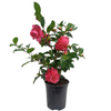 3.5L Assorted Camellia - Theaceae Camellia