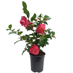 3.5L Assorted Camellia - Theaceae Camellia