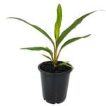 70mm Kiwis Pride - Cordyline fruticosa