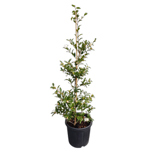 20L Camellia Early Pearly - Camellia sasanqua Early Pearly
