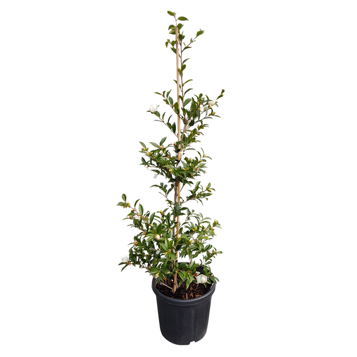 20L Camellia Early Pearly - Camellia sasanqua Early Pearly