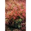 140mm Callistemon Great Balls Of Fire - Callistemon salignus ‘Great Balls of Fire’